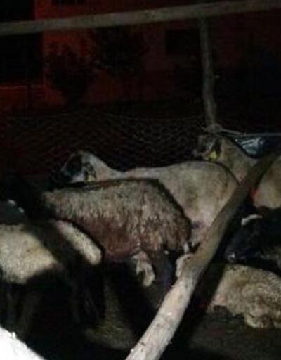 Başıboş köpekler 12 koyunu öldürdü 2'sini yaraladı
