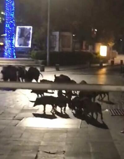 Bodrum'da aç kalan domuz sürüsü Belediye Meydanına indi