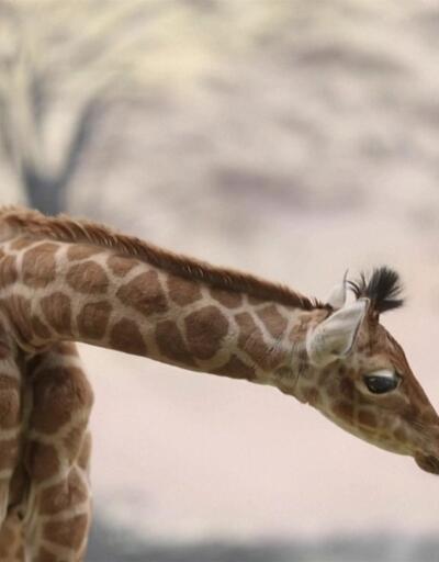 Fransa'da yavru zürafa sevinci
