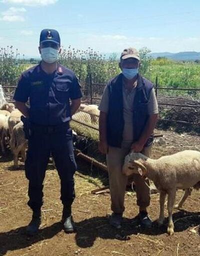 Manisa'da çalınan koyunları JASAT buldu