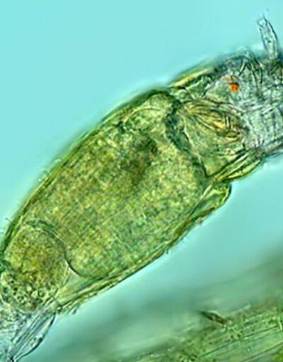 Sibirya'da keşfedildi: Donmuş tabakadaki mikroskobik canlı 24 bin yıldır hayatta