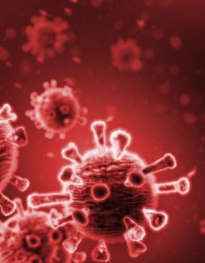 Çin'de yeni araştırma: Yarasalarda COVID-19'a benzer ikinci virüs bulundu