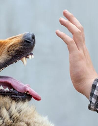 ABD'de, kuduz nedeniyle 100'den fazla ülkeden köpek ithali bir yıl süreyle yasakladı