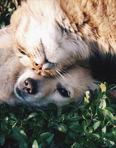Araştırma: Covid-19 evcil kedi ve köpeklerde yaygın görülüyor