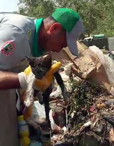 Çöpe atılan yavru kediyi belediye temizlik işçileri kurtardı