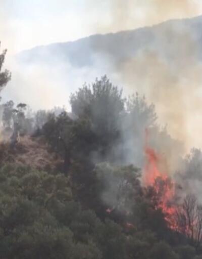 Aydın'da orman yangını... 100 dönümlük alan kül oldu