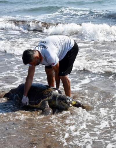 Nesli tükenmekte olan yeşil deniz kaplumbağası ölü bulundu