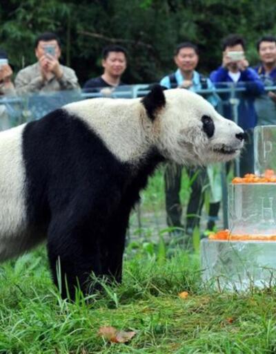 Çin dev pandaları soyları tükenmekte olan hayvanlar listesinden çıkardı