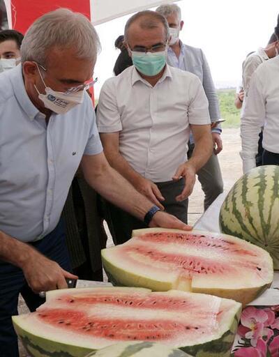 Diyarbakır Valisi, 45 kiloluk karpuzu kılıçla kesti