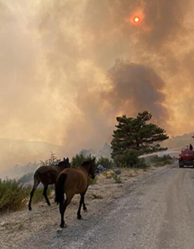SON DAKİKA... İletişim Başkanlığı son durumu açıkladı: 225 orman yangınının 220'si kontrol altına alındı