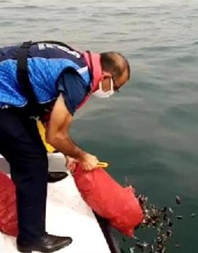 Kaçak avlanan yarım ton midye denize bırakıldı