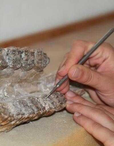'Çorakyerler' kazı alanında bu yıl 7 türe ait 104 fosil bulundu
