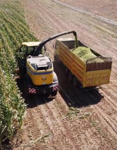 Karaman'da tarımsal destekle alınan biçerdöverle mısır hasadı
