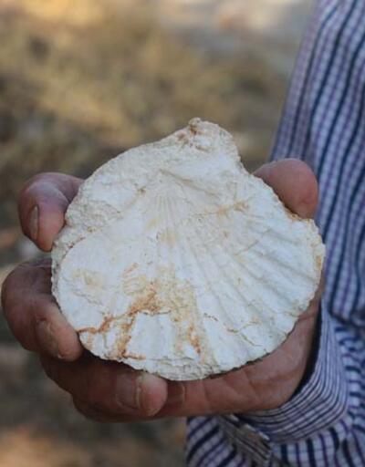 Adıyaman’da köylüler 65 milyon yıllık olduğu değerlendirilen fosil buldu
