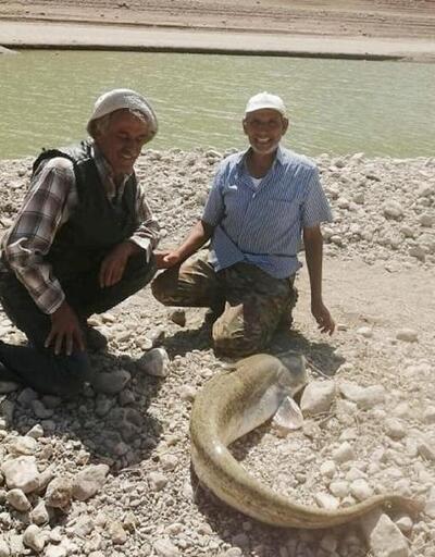 Çamelili balıkçılar dev yayın balığı yakaladı