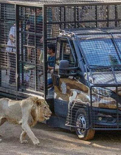 Antalya'da telli kamyonetle aslan safarisine tepki