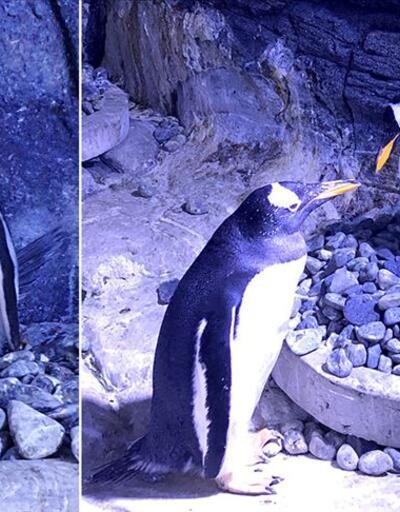 Güney Afrika'da tehlike altındaki penguenlere arı sürüsü saldırdı: 63 ölü