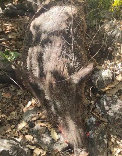 Gercüş'te köylüler, bahçelerine zarar veren 4 yaban domuzunu öldürdü