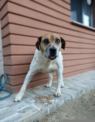 Kaybolan köpeği 'Benekli'yi ilanla arıyor