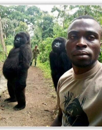 Selfie'de poz veren goril öldü