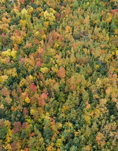 'Doğanın kalbi' Salördek ormanları sonbahar renkleriyle bir başka güzel!