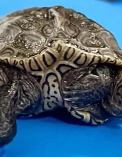 ABD’de dünyaya gelen 2 başlı 6 ayaklı kaplumbağa yaşamını sürdürüyor