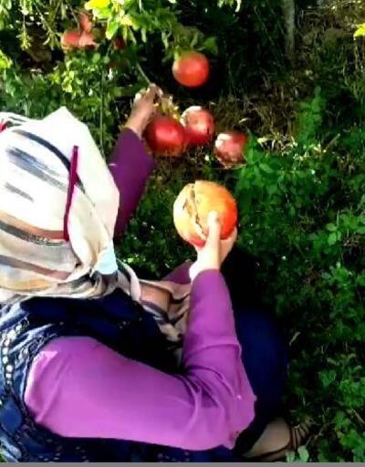 Hani'de kadın girişimciler, nar hasadı yaptı