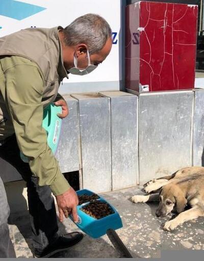 Silvan'da sokak hayvanları için mama ve yem bırakıldı