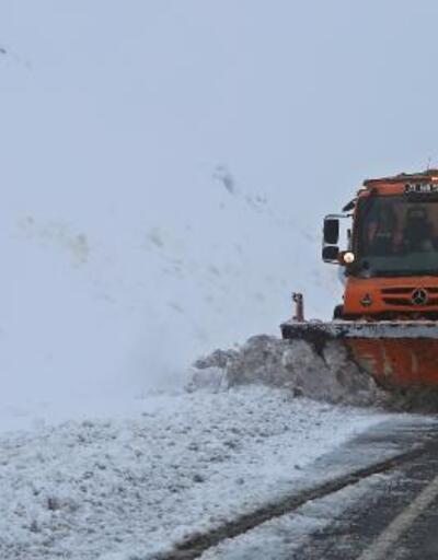 'Turuncu kar kaplanları'nın 2 bin rakımda zorlu mücadelesi