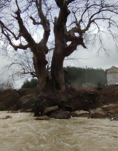 300 yıllık çınar ağacı kurtarıldı