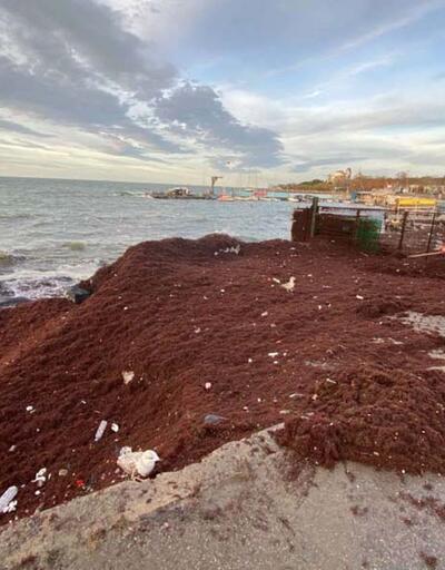 Kadıköy Caddebostan sahilini yine kırmızı renkli yosunlar kapladı 