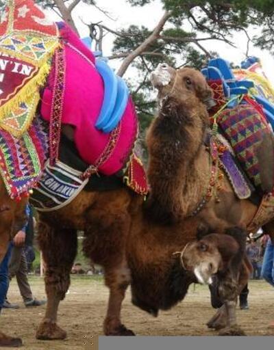 Burhaniye'de develer kıyasıya güreşti