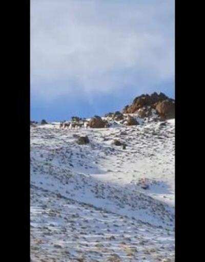 Köy yakınına inen dağ keçilerini görüntülediler