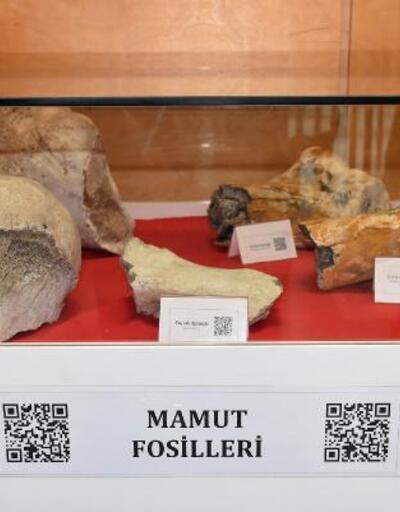 Tekirdağ'da 28 bin yıllık mamut fosilleri sergilendi