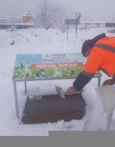 Akşehir'de belediyeden sokak hayvanlarına yem ve mama desteği