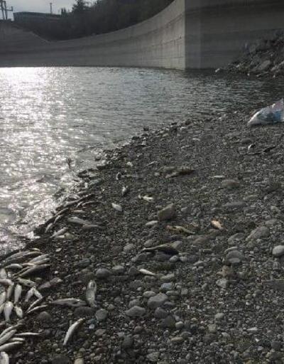 Aslantaş Baraj Gölü'nde balık ölümlerine inceleme