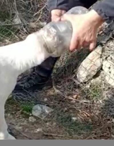 Başına plastik bidon sıkışan köpeği AFAD kurtardı