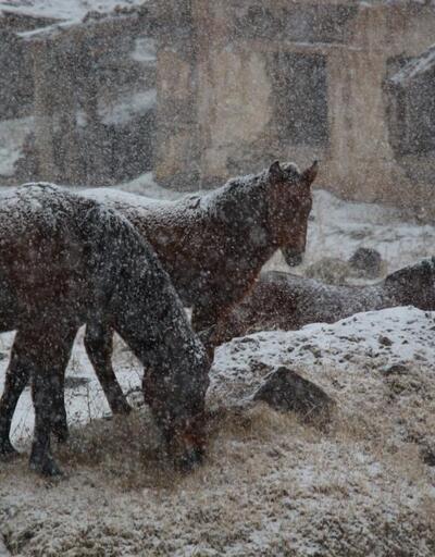 Yılın ilk karı yağdı: Atlar keyfini çıkardı