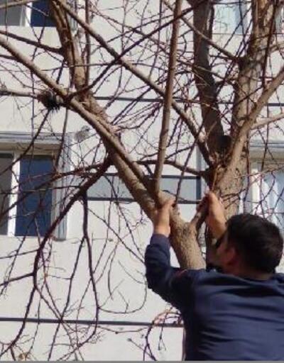 Nusaybin’de ağaçta asılı kalan kumru kuşunu itfaiye ekipleri kurtardı