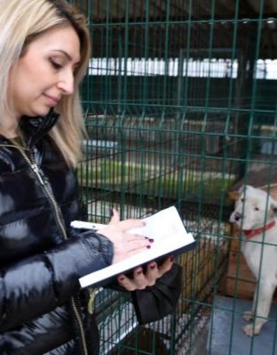 Edirne'de 'yasaklı ırk' köpekler için barınakta yer kalmadı
