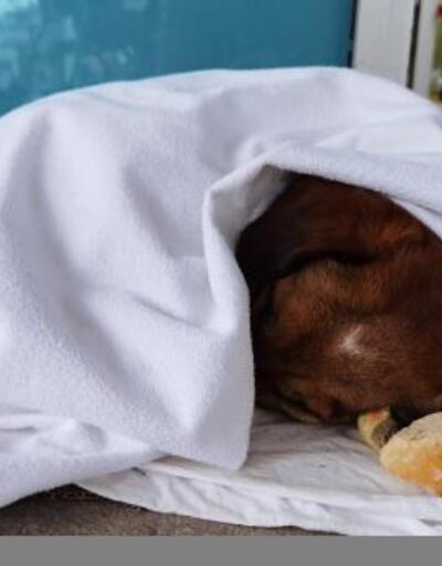 Üşüyerek Acil Servis önüne sığınan köpeğe sağlıkçılar şefkat gösterdi