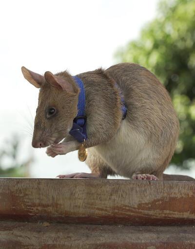 Koklayarak onlarca mayını avlamıştı! Kahraman keseli sıçan Magawa 8 yaşında öldü