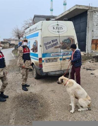 Kilis’te toplanan sahipsiz köpekler bakım evine götürülüyor