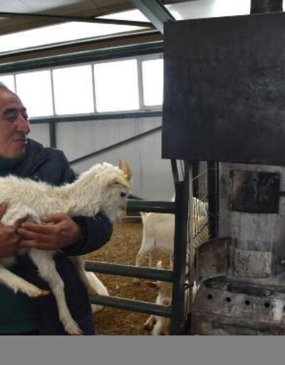 Çiftliğindeki keçileri sobayla ısıtıyor