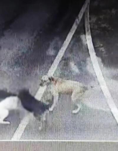 Sokak köpekleri iş insanına saldırdı