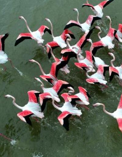 Akyatan Lagünü'nde 12 binden fazla flamingo ve turna sayıldı