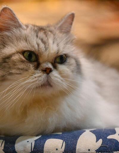 Araştırma: Kedilerin beyinleri 'evcilleşmeden' sonra küçüldü
