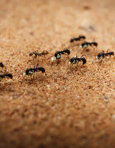 Kahve Falında Karınca Ne Anlama Gelir? Falda Karınca Şekli Görmek Ne Demek, Anlamı Nedir?