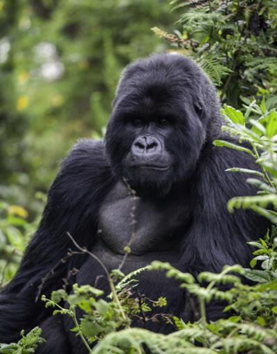 Kahve Falında Goril Ne Anlama Gelir? Falda Goril Şekli Görmek Ne Demek, Anlamı Nedir?