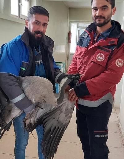 Bingöl’de yaralı halde bulunan balıkçıl kuşu tedaviye alındı